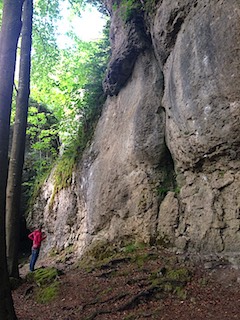 Frankenjura forest