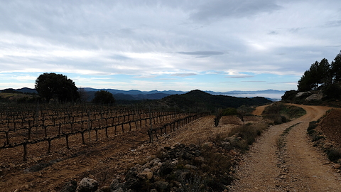 Vineyards