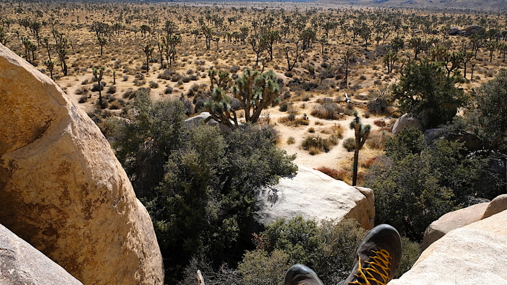 Joshua trees